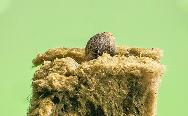 Проращивание в минеральной вате Семя в кубике минеральной ваты