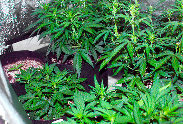 Пятая неделя выращивания Кусты высотой 40 см