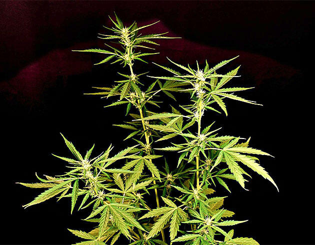 Куст Big Bud Auto на 5 неделе выращивания