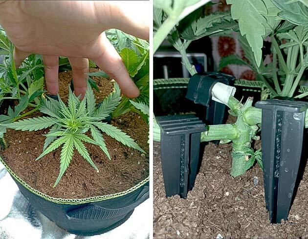 5 неделя White Widow Auto от FastBuds
