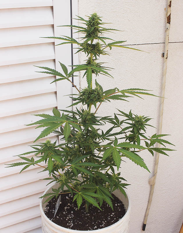 Набор массы шишек Куст конопли с большой центральной колой