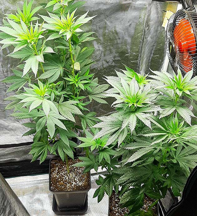 Переход на фазу цветения Растения на последней стадии вегетации