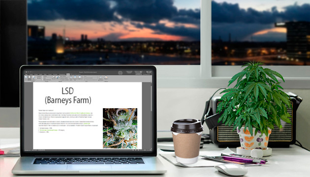 Гроурепорт сорта LSD