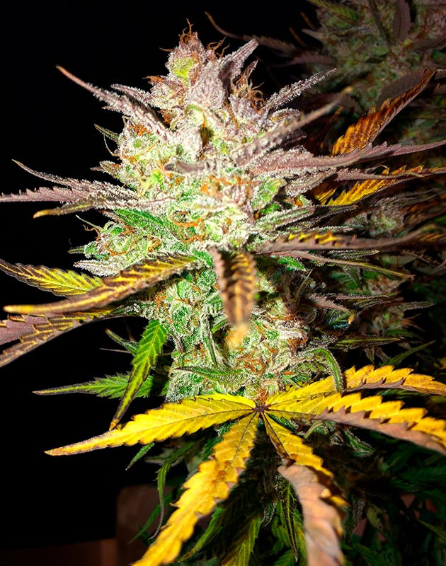 Соцветие Original Blueberry на 11 неделе выращивания