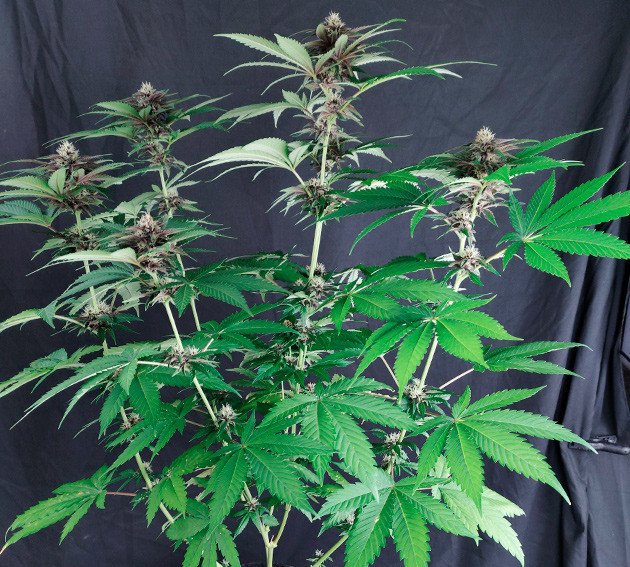 Одиннадцатая неделя выращивания Цветение DDoS #33