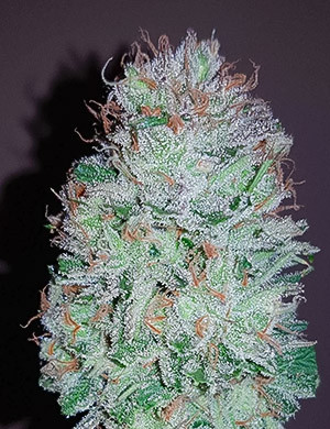 Шишка Jack Herer Шишка после сушки