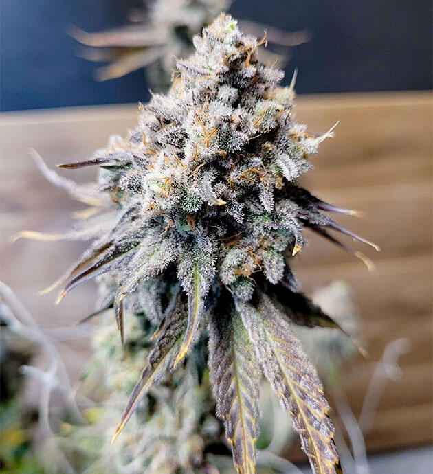 Каннабис перед харвестом Созревшая шишка марихуаны