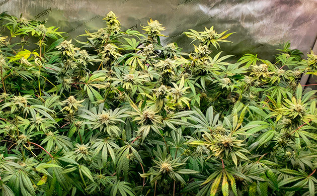 15 неделя выращивания конопли Активный рост марихуаны