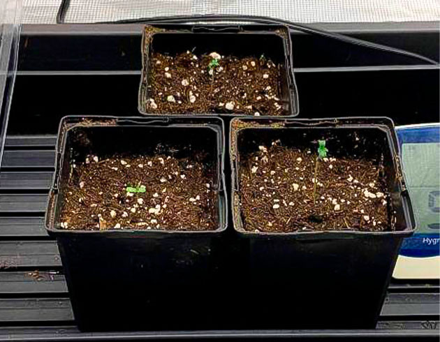 Органические удобрения для марихуаны Проращивание сорта Gorilla Glue #4 от Blimburn Seeds