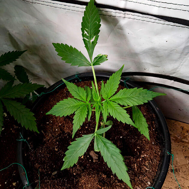 Микроклимат внутри гроубокса Растишка Grandmommy Purple Auto от Herbies Seeds на 1 неделе