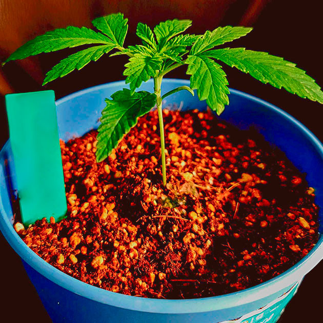 Органический гров DDoS #33 Условия для роста DDoS #33