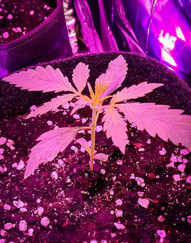 Растишка Original Auto OG Kush на 2 неделе выращивания