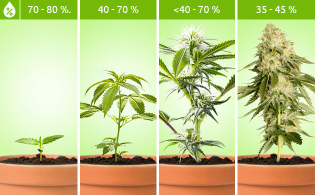 Уровень влажности на всех этапах развития конопли