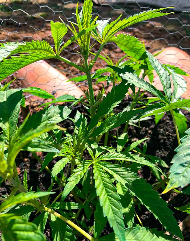 Температурные условия при аутдорном выращивании Температура воздуха при выращивании Runtz Muffin