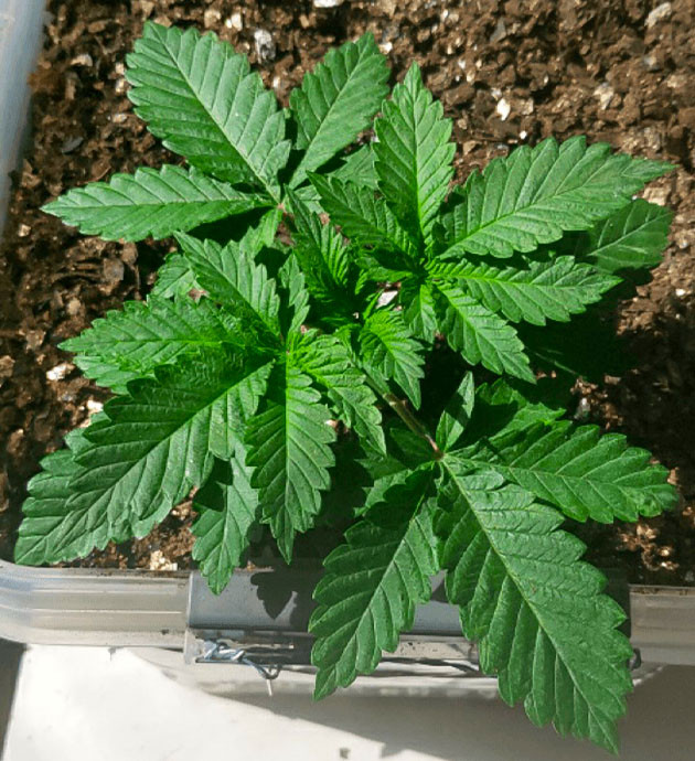 Дневник по выращиванию куста конопли Glue Sherbert Проблемы со здоровьем куста Glue Sherbert