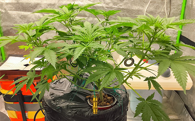 Перевод на цветение растения Critical Kush Перемещение куста Critical Kush в бокс для цветения