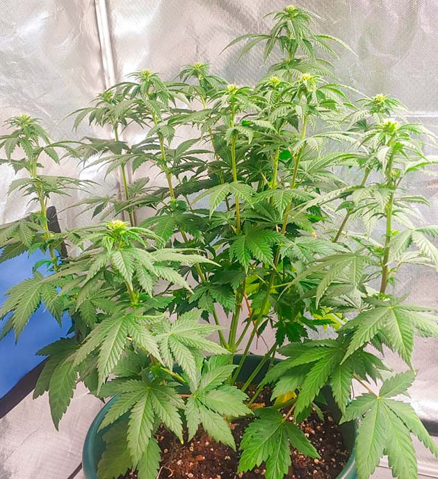 Гроурепорт сорта Blueberry OG