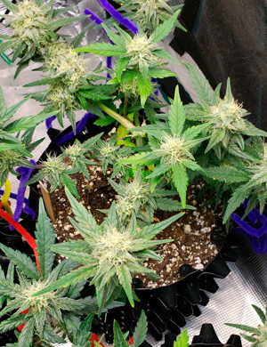 Цветение на шестой неделе Соцветия с большим количеством волосков