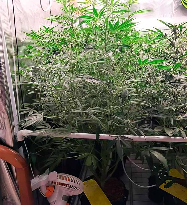 Гигант на восьмой неделе Amnesia Zkittlez Auto Как куст превратился в монстра