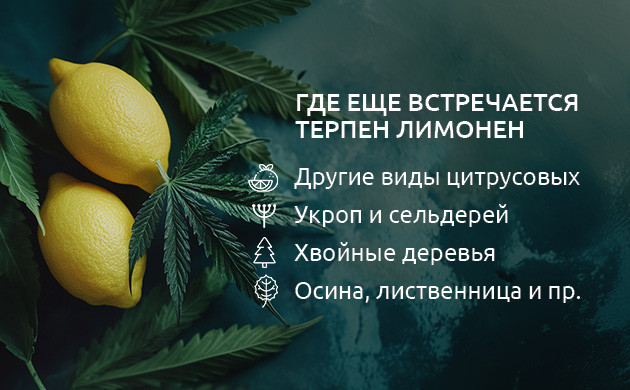 Химическая структура лимонена Изомеры лимонена в каннабисе