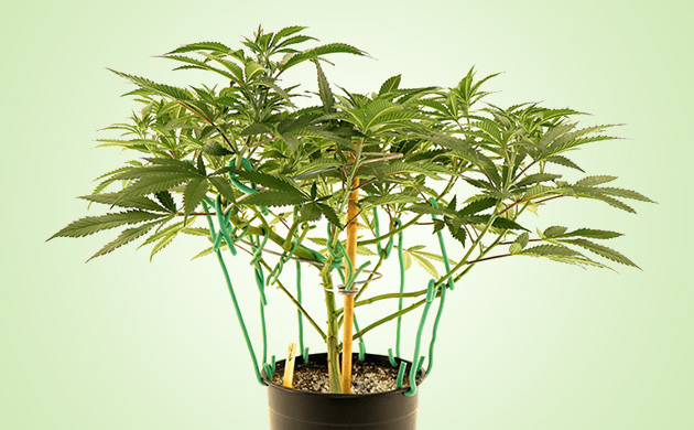 Техника выполнения LST Фиксирование стеблей мягкой проволокой