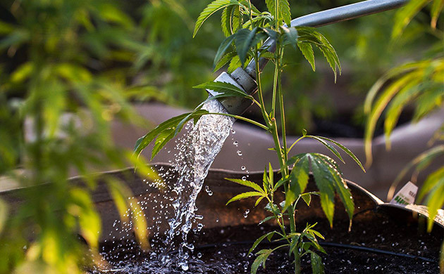 Индивидуальные потребности полива Полив кустов разных сортов