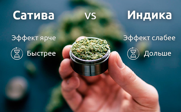 Эффект сативы и индики Длительность и мощность воздействия сативы и индики