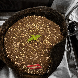 Вторая неделя стадии вегетации Вторая неделя выращивания