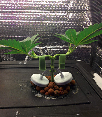 Как выглядит куст конопли Fruit Punch fem на 21 день выращивания LST тренировка конопли Fruit Punch fem