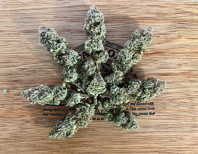 Разнообразие фенотипов Notorious THC