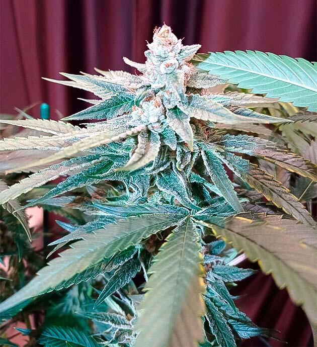 Куст Jealousy Kush на 12 неделе развития