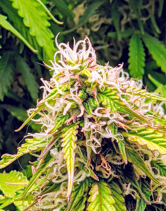 Куст Gorilla Glue Auto на цветении Цветение куста Gorilla Glue Auto