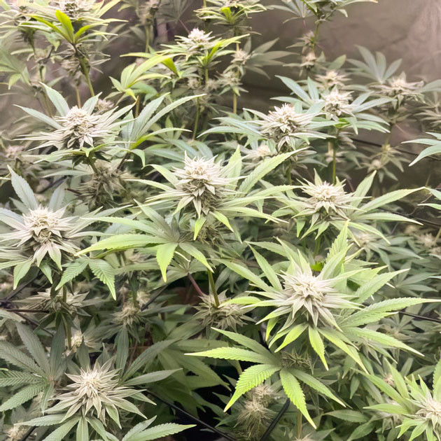 Увеличение шишек конопли Образование трихом у каннабиса