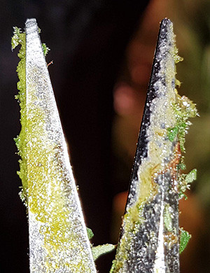 Ножницы после обрезки шишек Ножницы в смоле