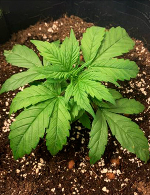 Вторая неделя выращивания Появление веерных листьев