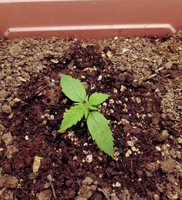 Проращивание семени и установка ловушек от вредителей Росток Godfather OG Auto от 7CH American на 1 неделе