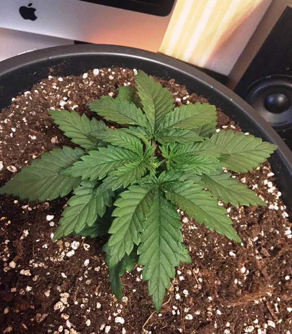 Пересадка марихуаны Пересадка Jack Herer в горшок объемом 20 литров