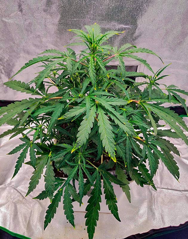 LST-подгиб конопли Ожог марихуаны питательными веществами