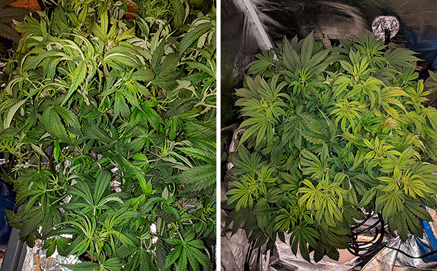 Смена светового режима 6 неделя Tutankhamon от Pyramid Seeds