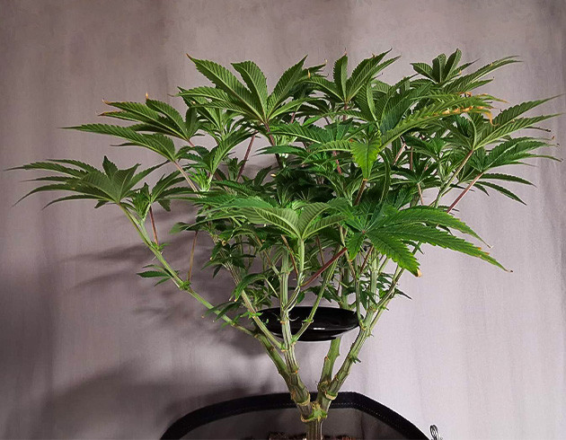 Девятая неделя вегетации Куст с разветвленной структурой