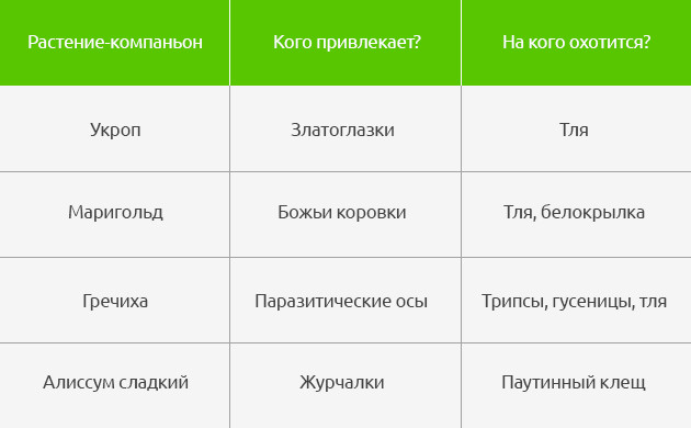 Растения-компаньоны для борьбы с вредителями Растения-компаньоны