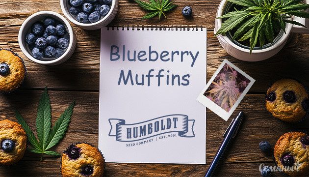 Гроурепорт сорта Blueberry Muffin fem от Humboldt Seed Company