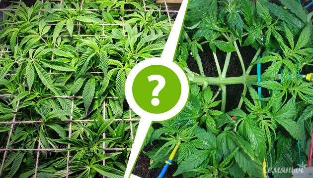 Какую технику выбрать ScrOG или LST