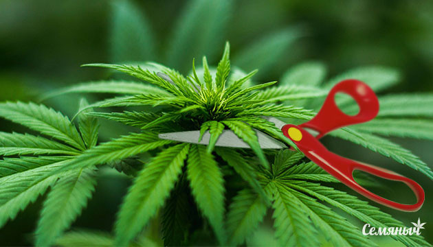 Методы Schwazzing и Back-Building Экстремальная обрезка куста каннабиса