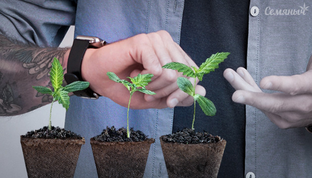 Причины медленного роста всходов конопли Медленные всходы ростков каннабиса