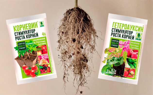 Стимуляторы Корневин и Гетероауксин