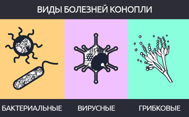 Виды болезней конопли Бактериальные, вирусные, грибковые