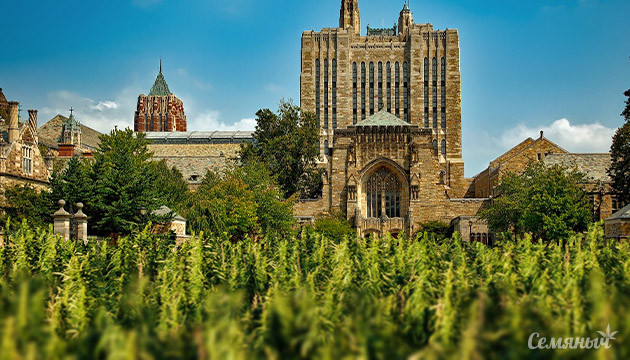 Новый научный центр по изучению конопли и каннабиноидов