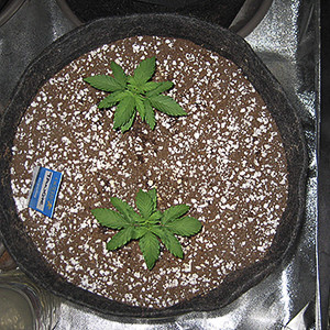 Третья неделя выращивания Два ростка высотой в 10 см