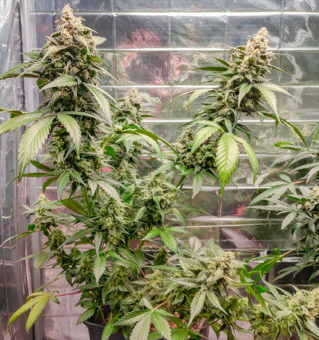 Куст Strawberry Gorilla Auto от FastBuds на 9 неделе развития